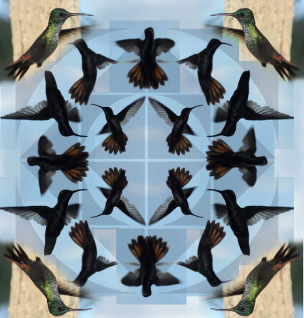 Hummingbird Mandala. Quality Art Print. (A4 Print on quality Paper)